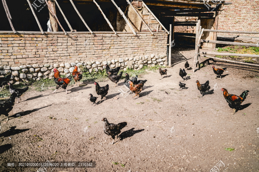 乡村养殖养鸡场