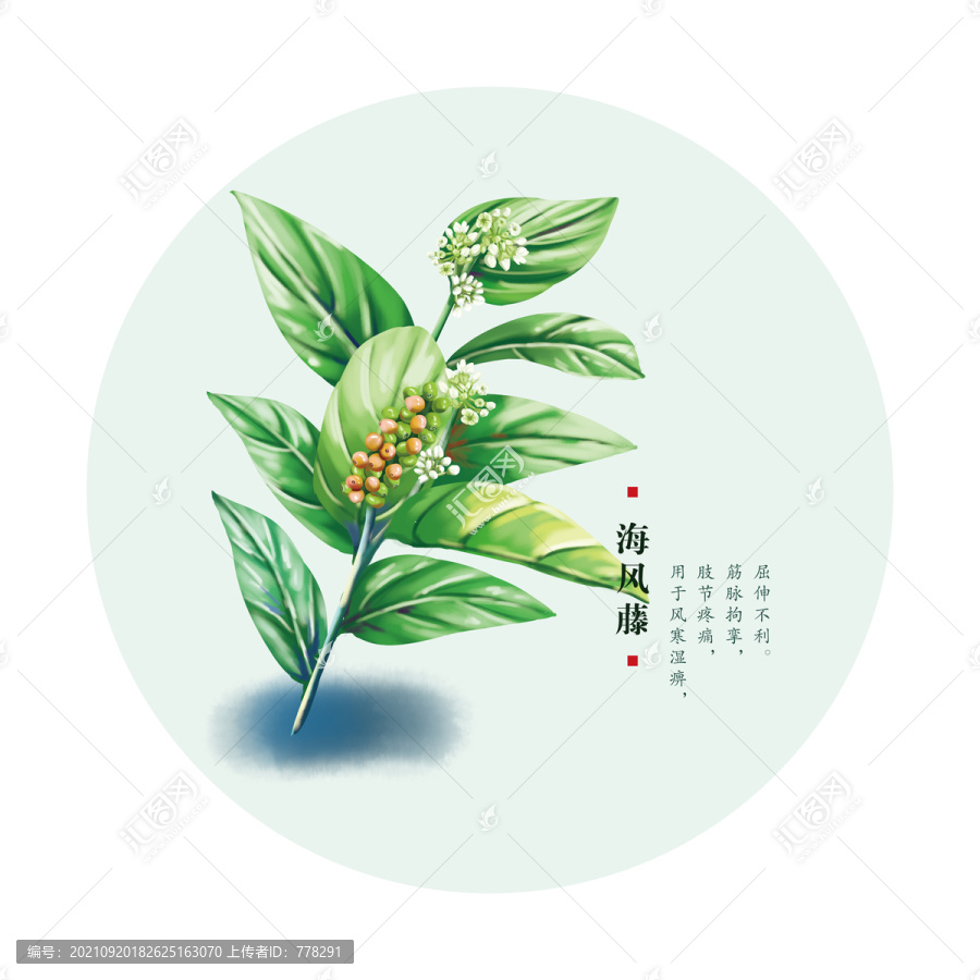海風(fēng)藤