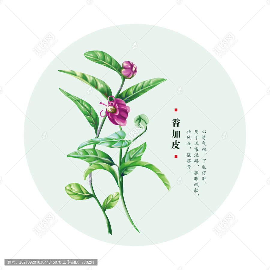 香加皮
