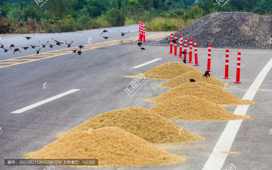 公路晒稻谷