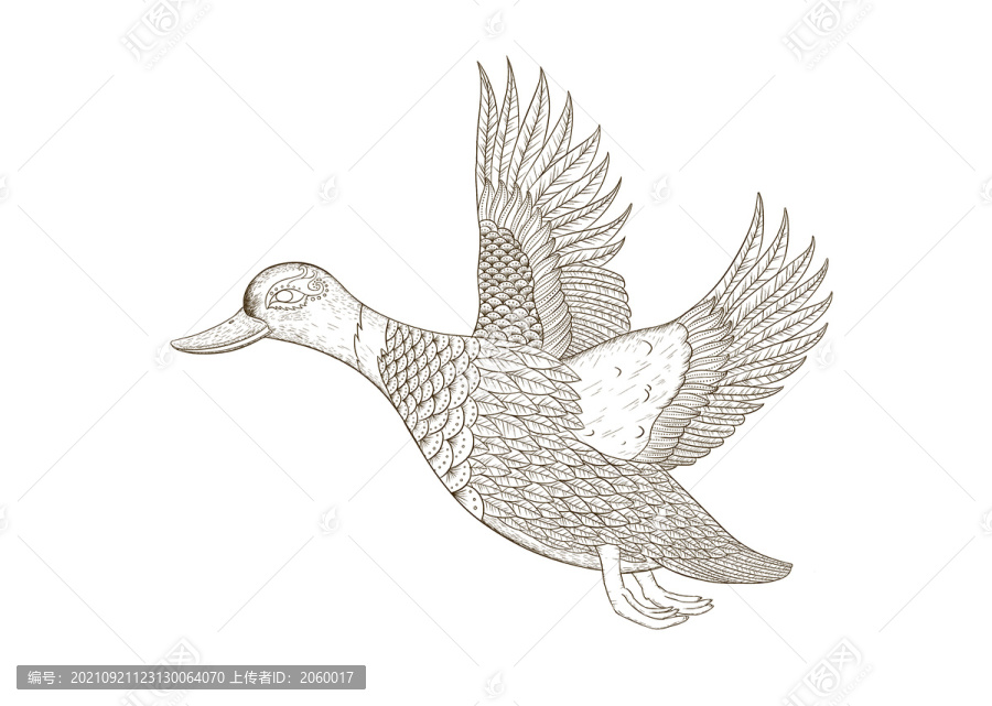 鴨線條插畫(huà)