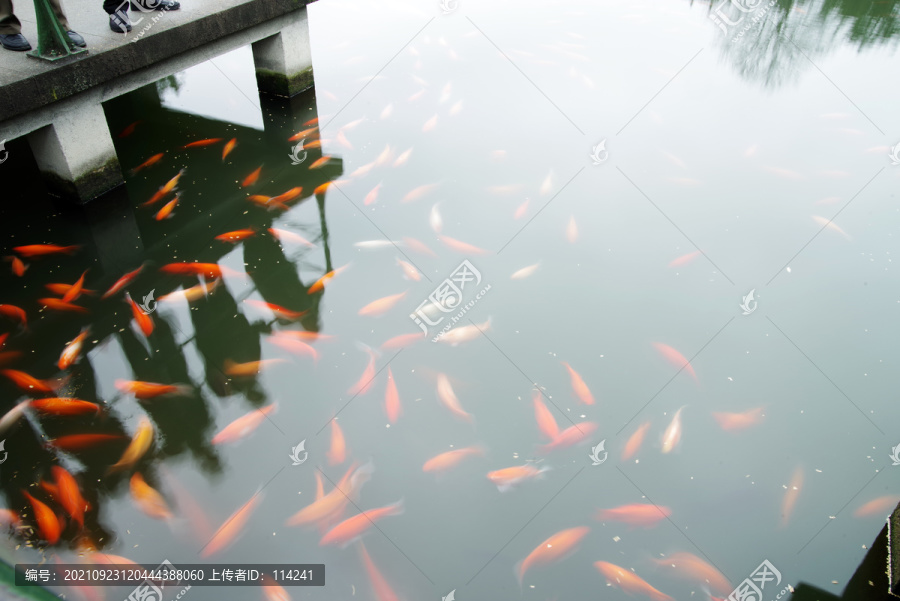 杭州西湖花港观鱼