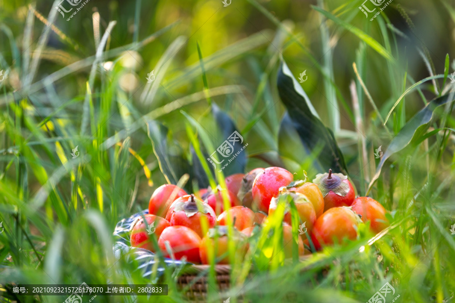 秋天成熟的柿子果实