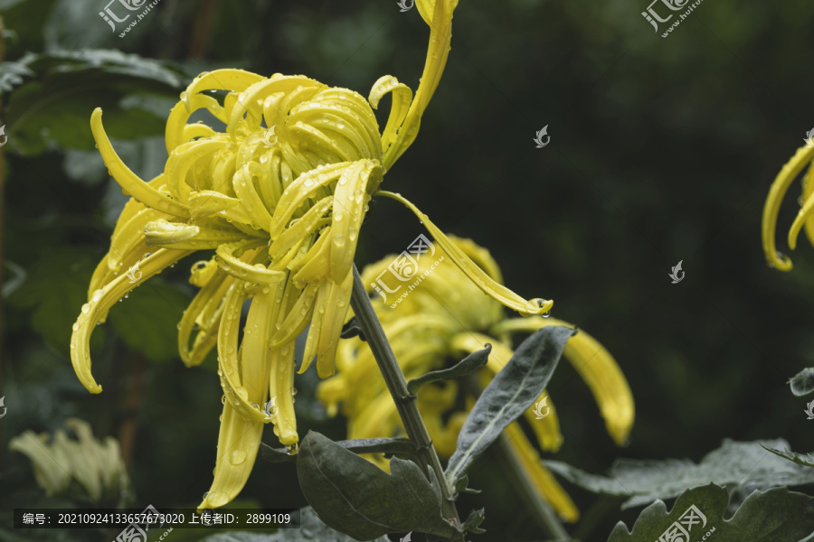 雨后水珠菊花