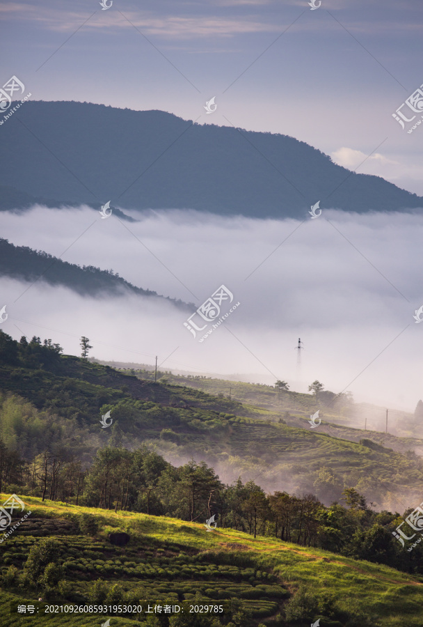 高山云雾