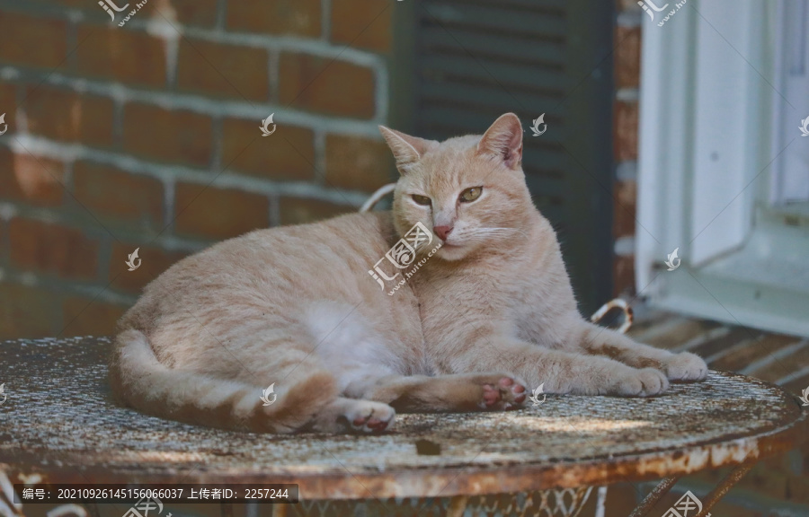 澳大利亞霧貓-匯圖網(wǎng) www.fosd68.com 澳大利亞霧貓