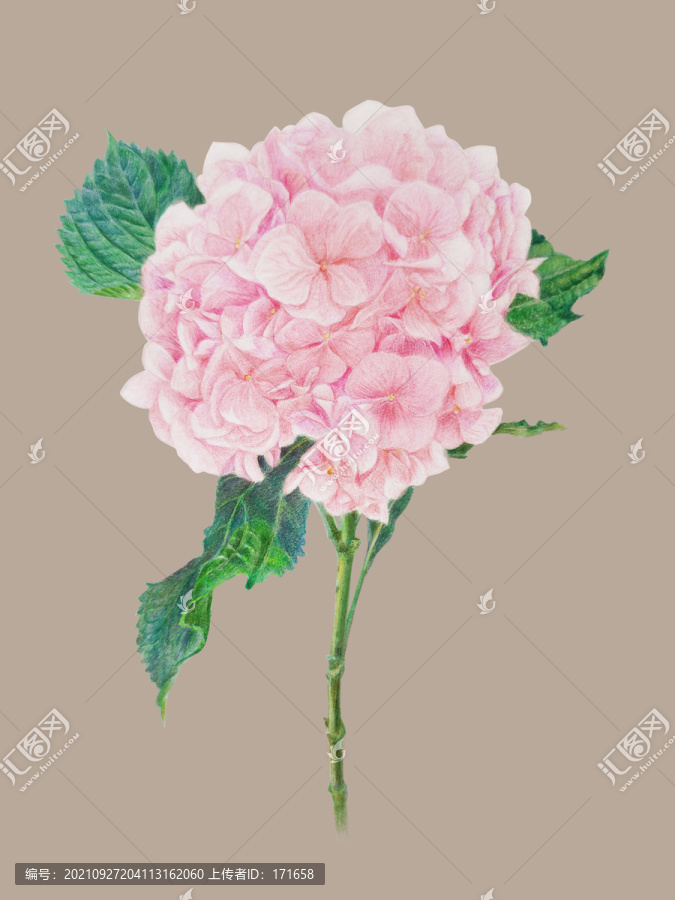 手繪繡球花插畫