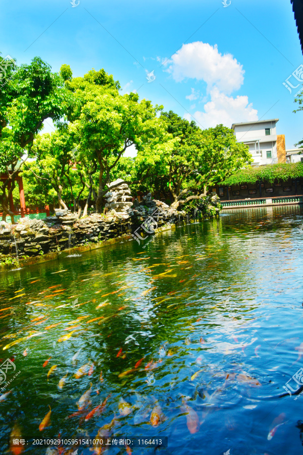 湖水錦鯉