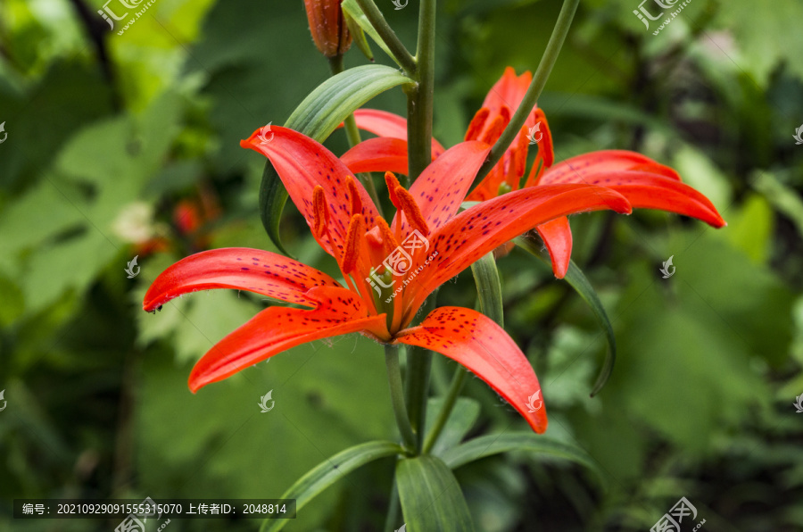 橙红色百合花