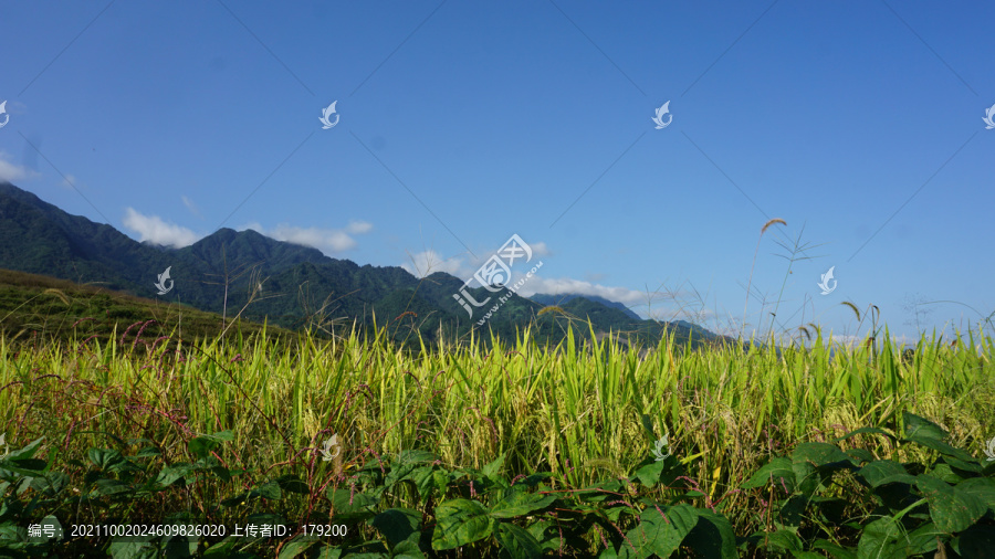 中峰贡米基地八