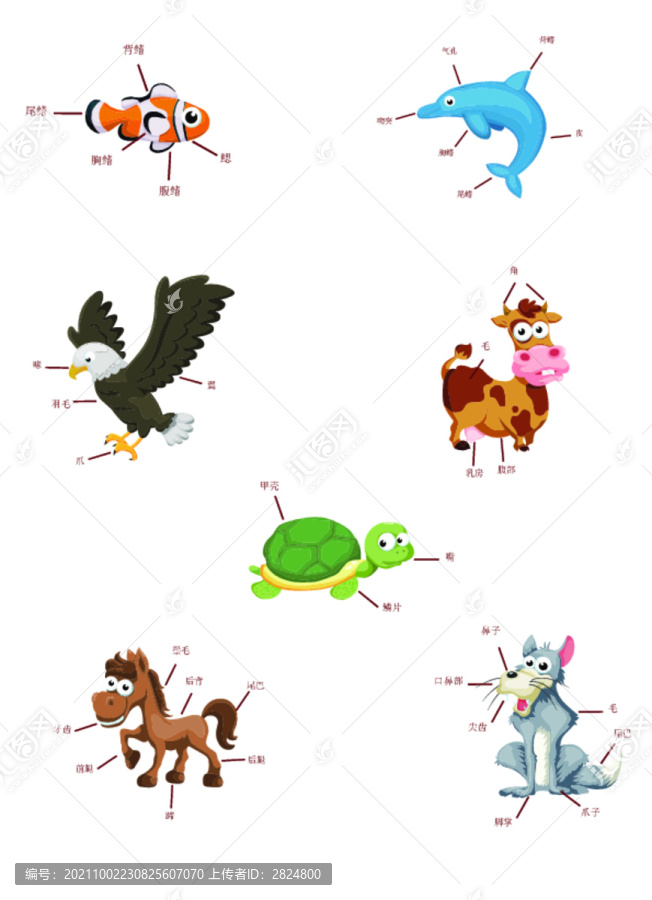 各種動物的身體結(jié)構(gòu)