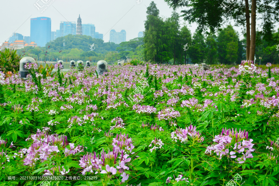 蝶醉花和青云塔