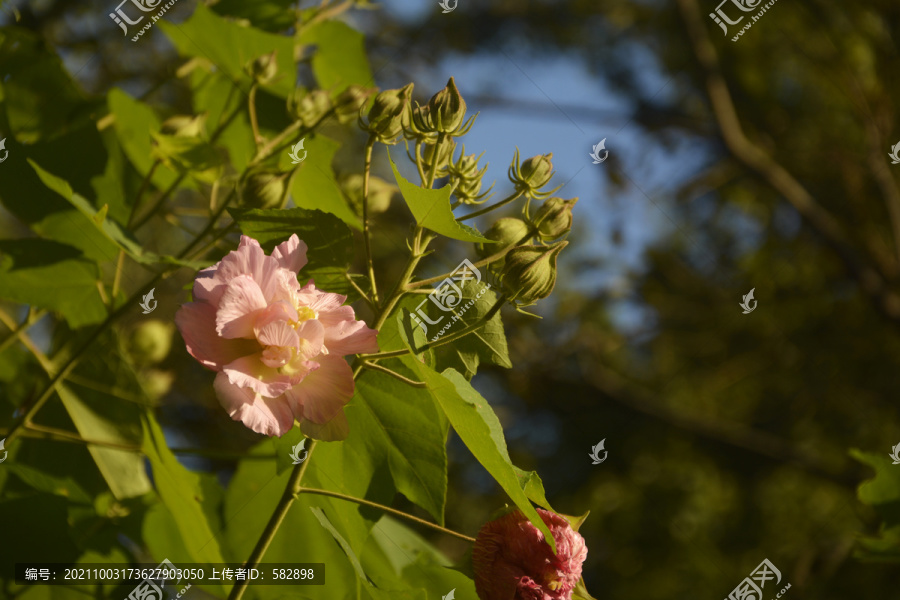 芙蓉花开