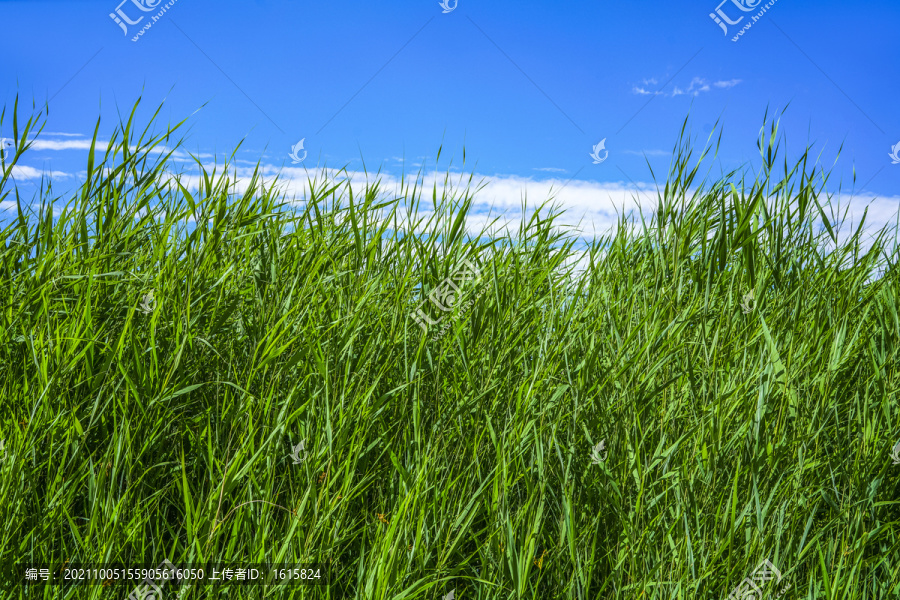 綠色蘆葦背景