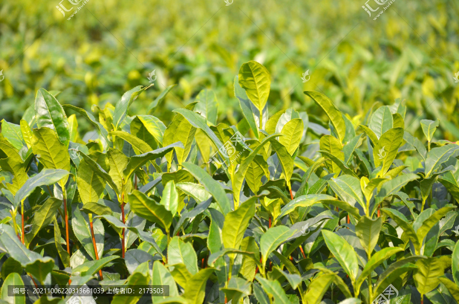 茶叶种植