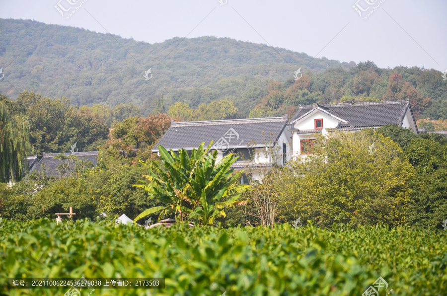 西湖龙井茶园