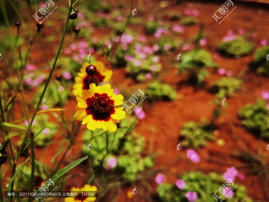 两色金鸡菊