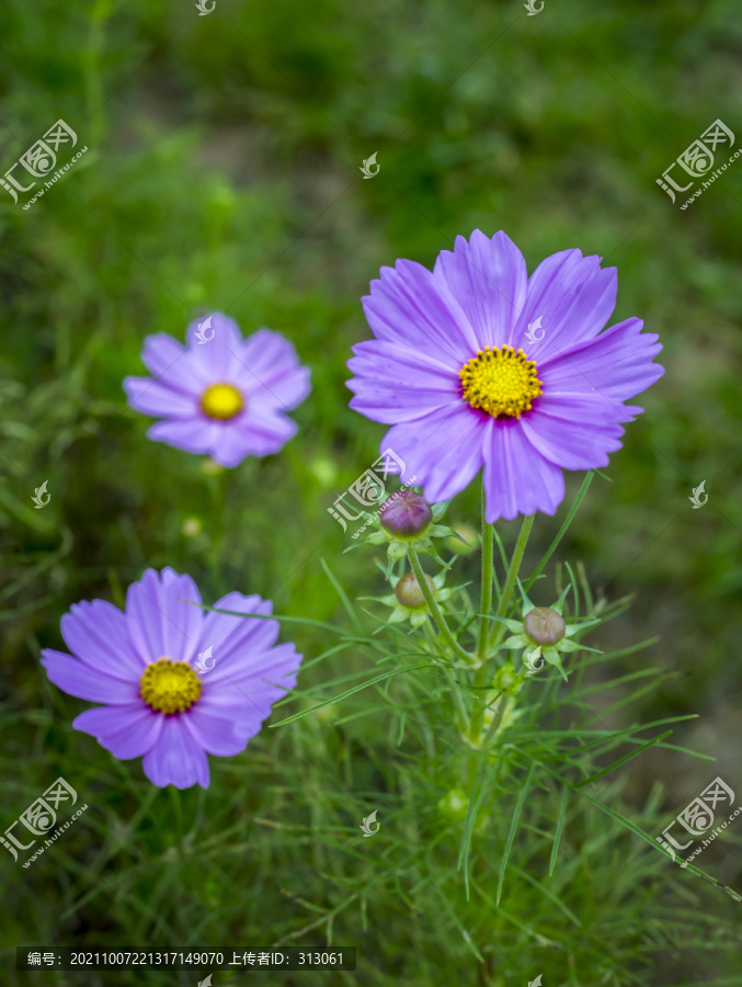 格桑花特写