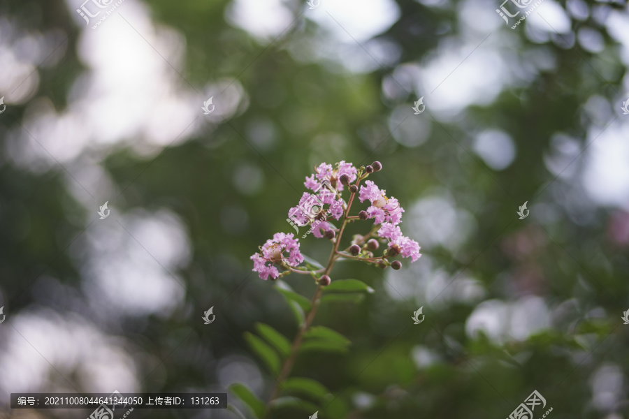 粉色紫薇花