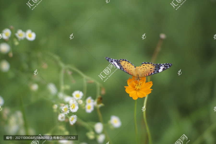 斐豹蛱蝶和金鸡菊