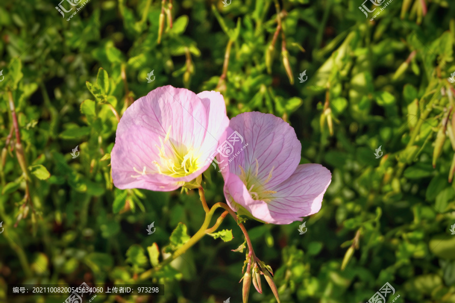 美丽月见草花朵