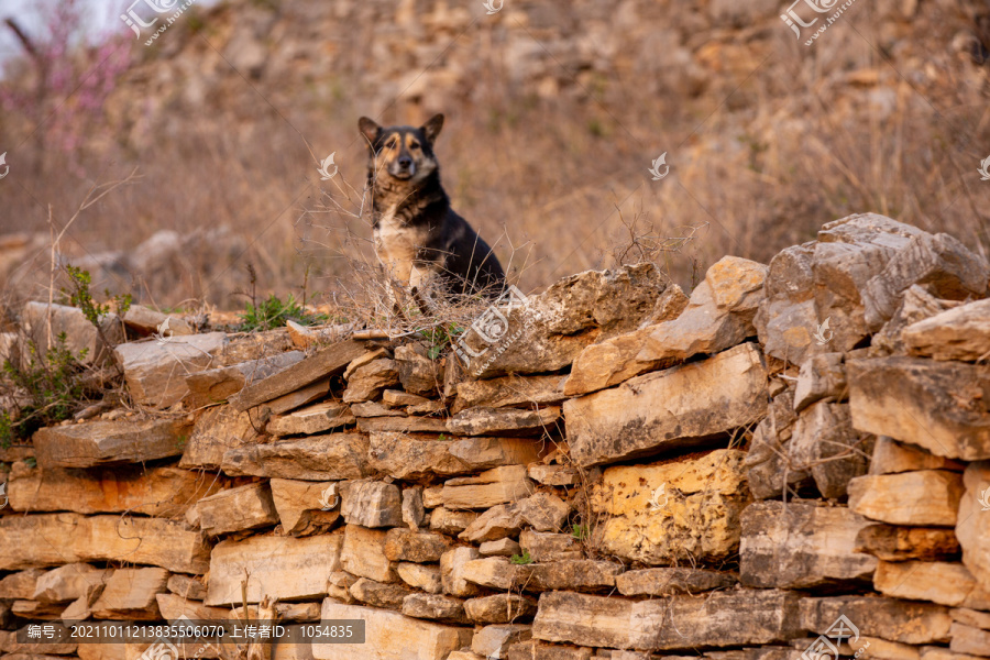 石墙与狗