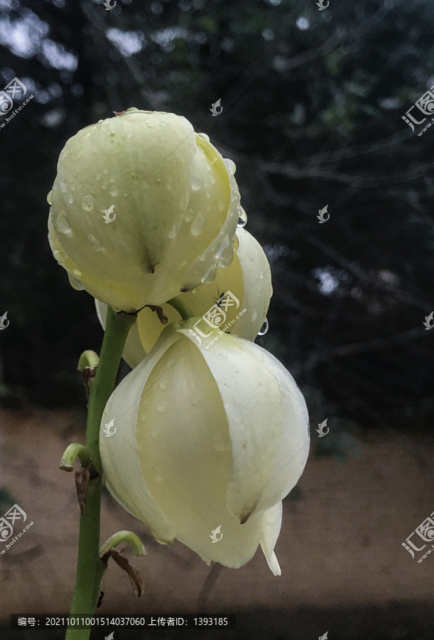 劍麻花滿屏局部特寫高清大圖