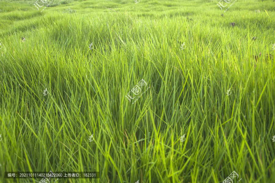 马尼拉草草丛