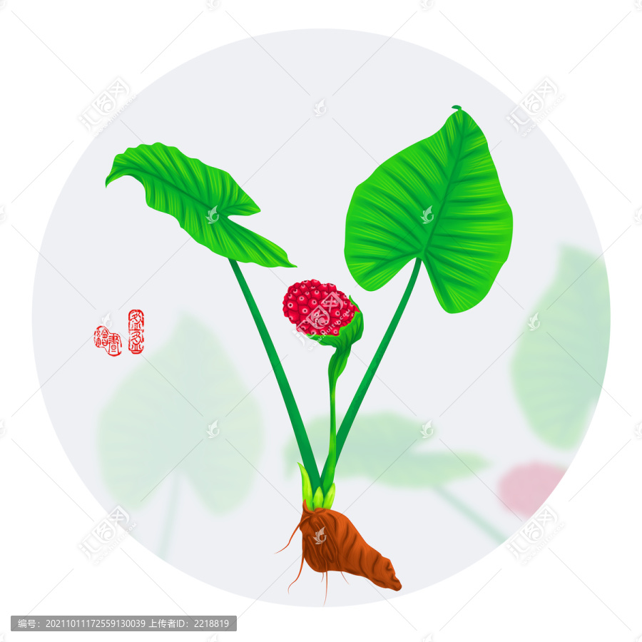手繪白附子