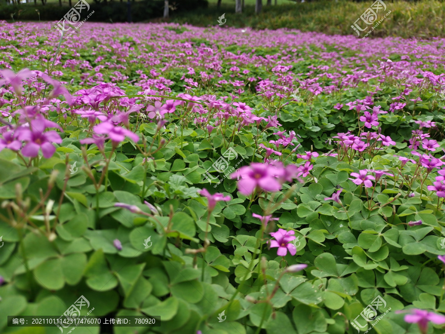 花海