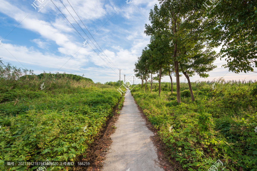 米市渡松南郊野公园