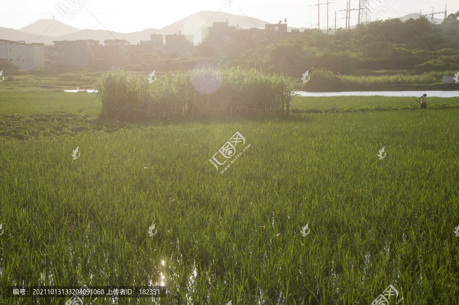 逆光拍摄稻田秧苗