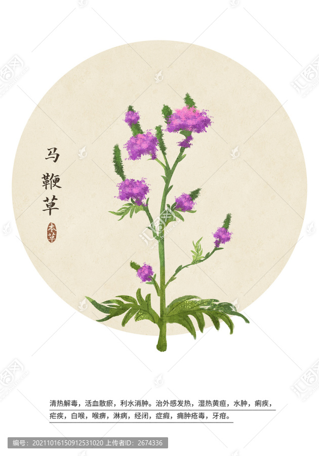 馬鞭草