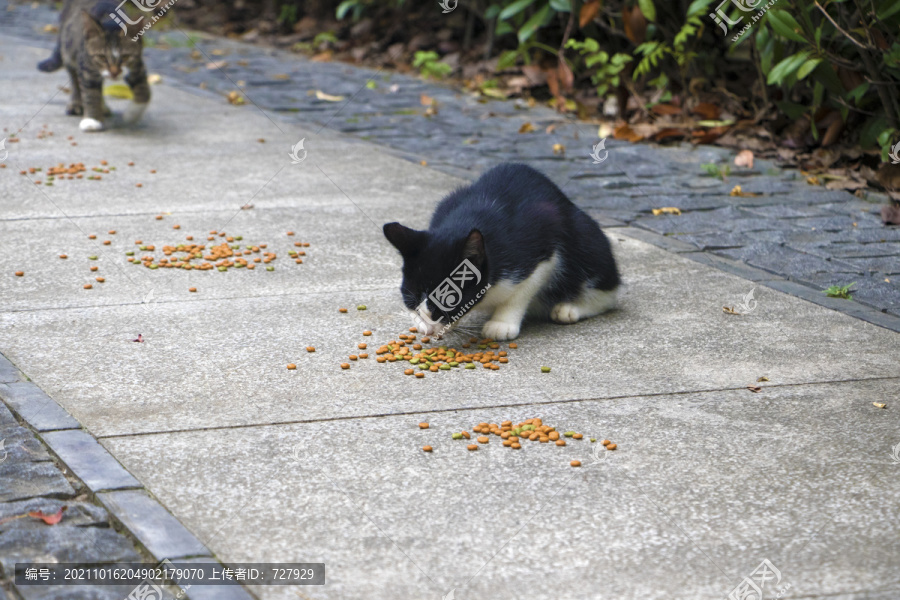 小黑猫