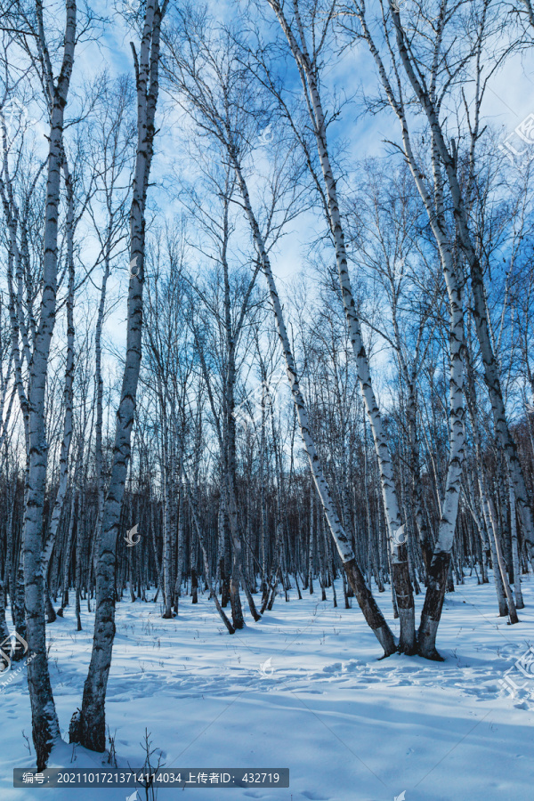 白桦树林冬季