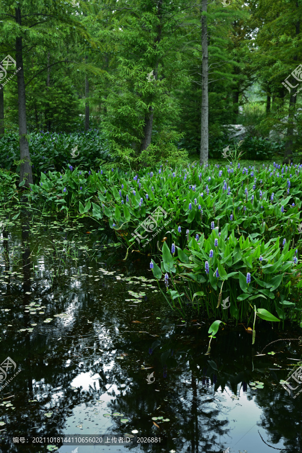 池塘边