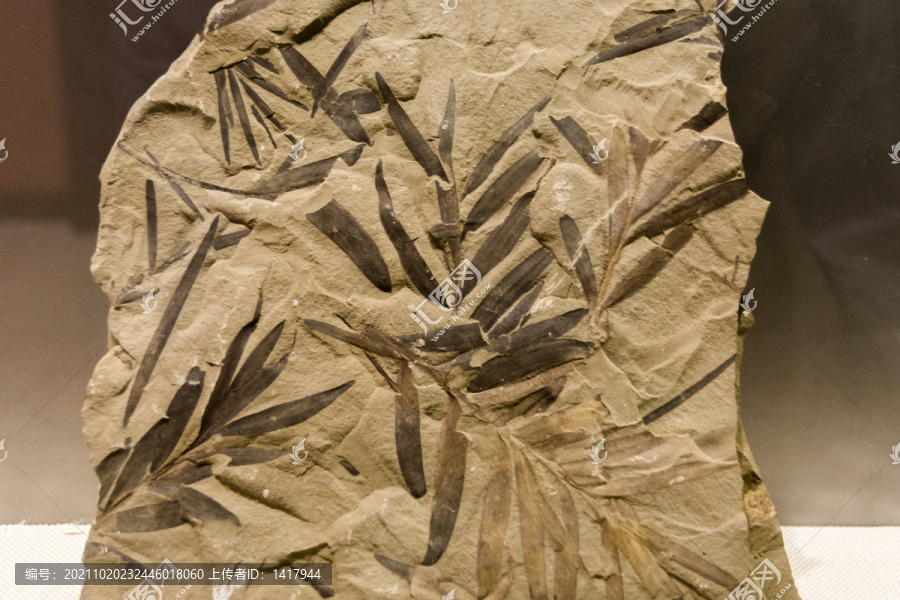 松柏类植物苏铁杉化石