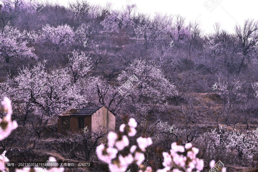 桃花开满山