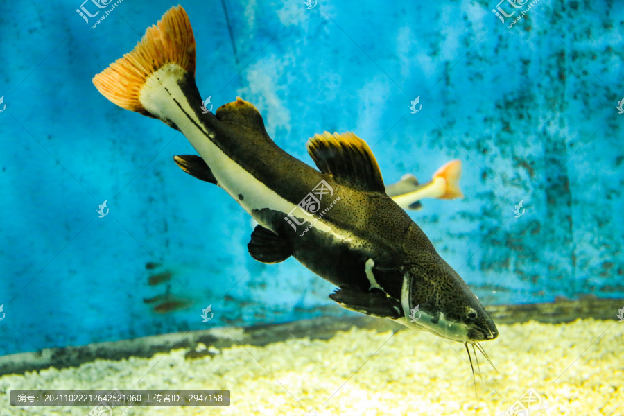 水族馆里的海鱼