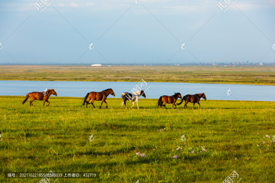 草原马群奔跑河流