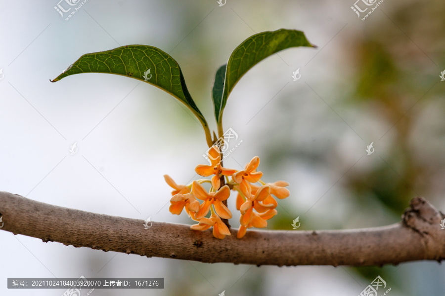 桂花