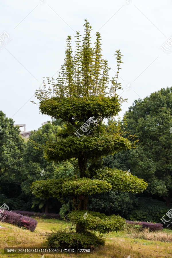 对节白蜡