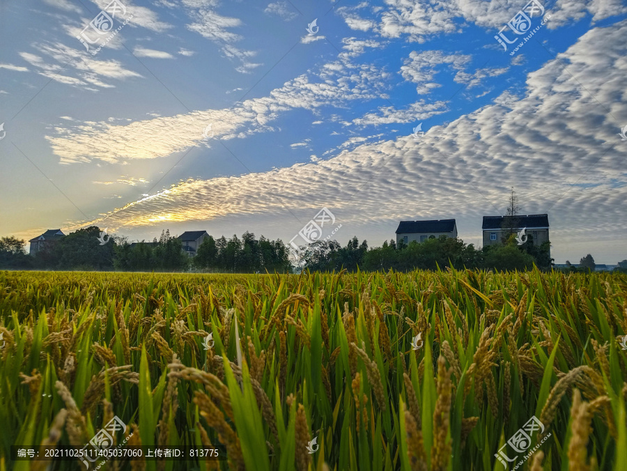 稻田稻米风景