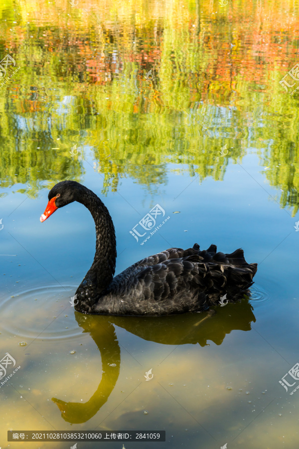 户外的池塘的黑天鹅特写