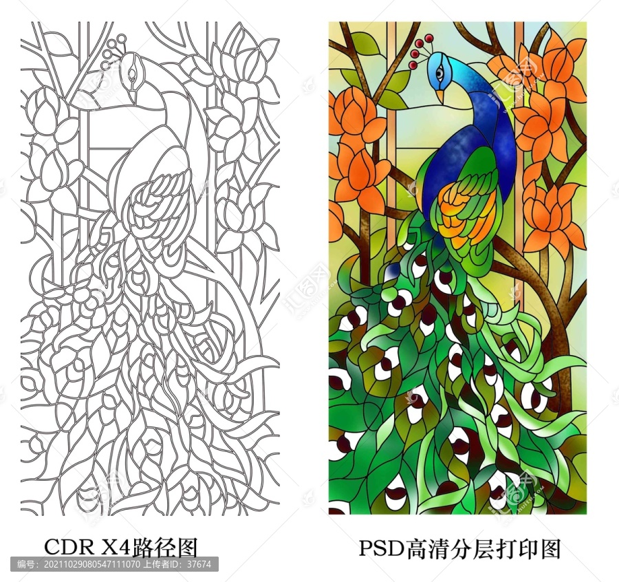高清分層彩繪孔雀路徑寫(xiě)真圖