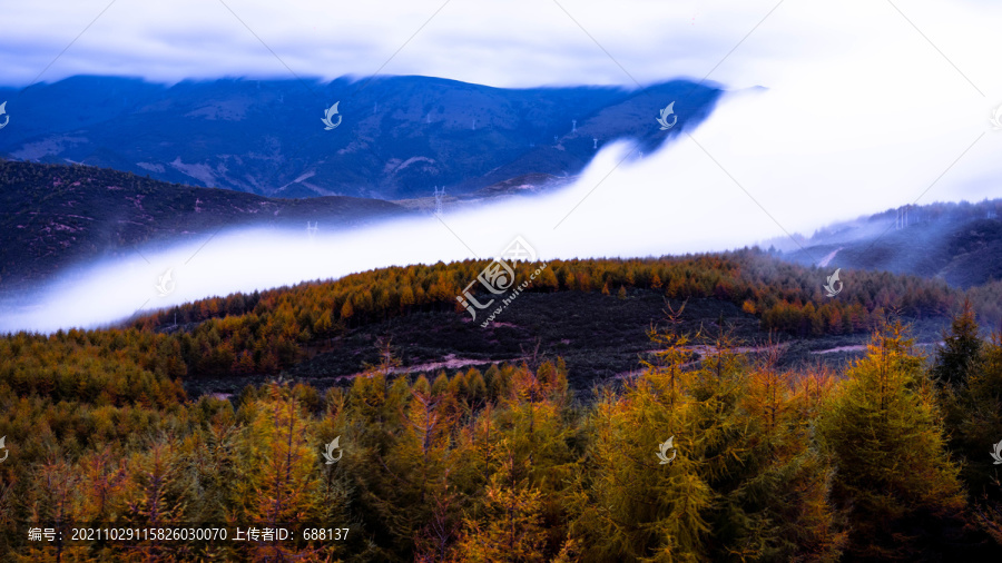 云海雪松云瀑川西風景美姑風景