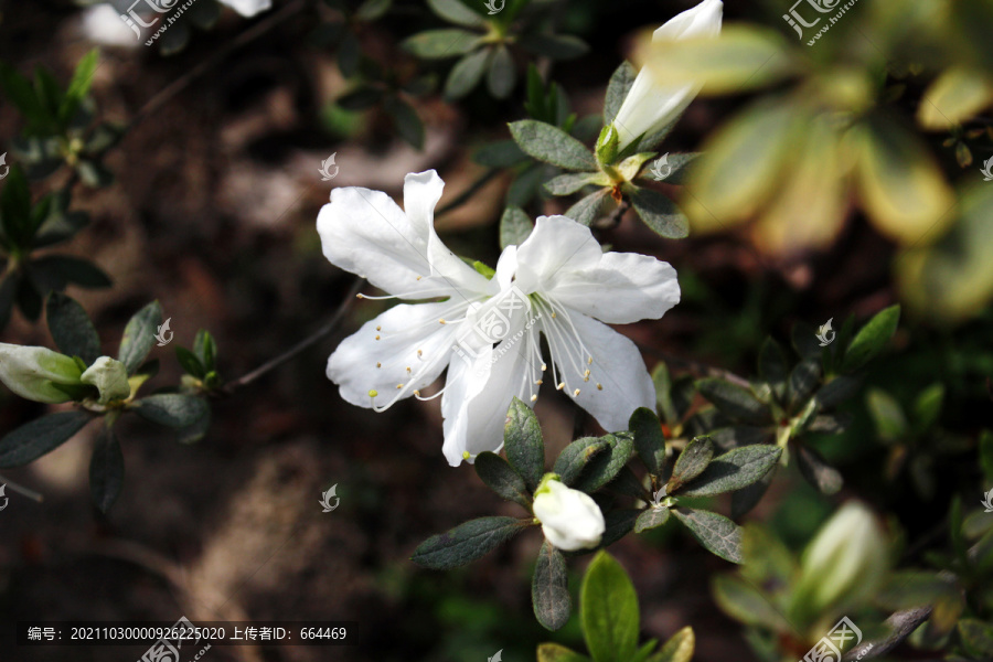 白花杜鹃