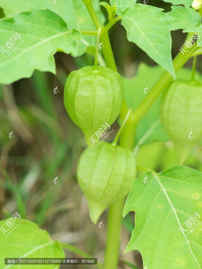 茄科植物小酸浆