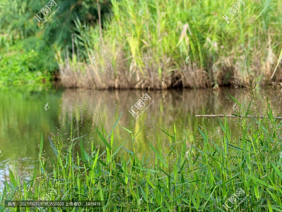 水生植物