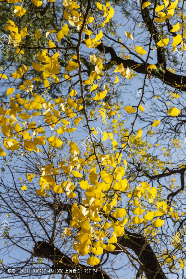 香山公园双清别墅院里的银杏树叶